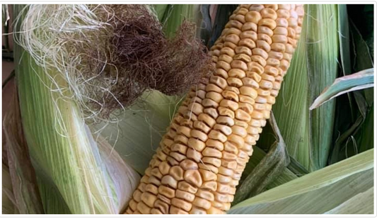 Making Candle Wick from Corn on the Cob Fibres